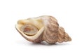 Whole single fresh common whelk Royalty Free Stock Photo