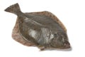 Whole single fresh European flounder