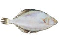 Whole single fresh flatfish on a white Royalty Free Stock Photo