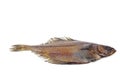 Whole single fresh flatfish on a white Royalty Free Stock Photo