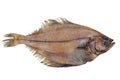 Whole single fresh flatfish on a white Royalty Free Stock Photo