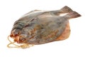 Whole single fresh flounder Royalty Free Stock Photo