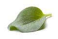 Whole single fresh oysterleaf Royalty Free Stock Photo
