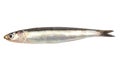 Whole single fresh raw european anchovy isolated Royalty Free Stock Photo
