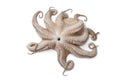 Whole single fresh raw octopus Royalty Free Stock Photo