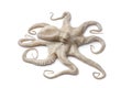 Whole single fresh raw octopus Royalty Free Stock Photo