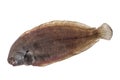 Whole single fresh sole fish on white background