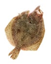Whole single fresh Turbot fish Royalty Free Stock Photo