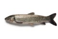 Whole single grass carp Royalty Free Stock Photo