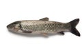 Whole single grass carp