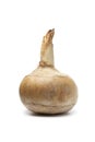 Whole single Jicama Royalty Free Stock Photo