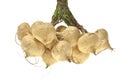 Whole single Jicama on white background Royalty Free Stock Photo