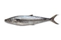 Whole single Kingfish Royalty Free Stock Photo