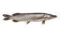 Whole single Northern pike fish Royalty Free Stock Photo