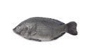 Whole single raw Tilapia fish Royalty Free Stock Photo