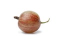 Whole single red Gooseberry Royalty Free Stock Photo