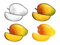 Whole and slice mango. Vector color vintage engraving and flat