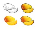 Whole and slice mango. Vector color vintage engraving and flat