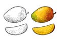 Whole and slice mango. Vector color vintage