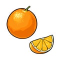 Whole and slice orange. Vector color vintage