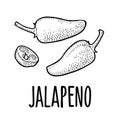 Whole and slice pepper jalapeno. Vector color illustration isolated on white background.