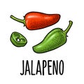 Whole and slice pepper jalapeno. Vector color illustration isolated on white background.