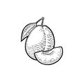 Whole and slice plum with seed and leaf. Vector vintage engraving Royalty Free Stock Photo