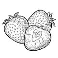 Whole and slice strawberry. Engraving vintage vector black illustration.