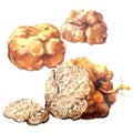 Whole and slice white truffle, precious mushroom, tuber magnatum, isolated, hand drawn watercolor illustration on white
