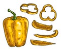 Whole and slice yellow sweet bell peppers. Vintage engraving vector illustration. Royalty Free Stock Photo