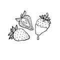 Whole and sliced strawberries hand drawn vector illustration, set of isolated cartoon style outline fruits