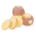 Whole and slices of rutabaga for banners, flyers, posters, cards. Root of swede. Fresh organic and healthy, diet and