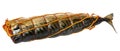 Whole smoked mackerel wrapped with rope on isolated background Royalty Free Stock Photo