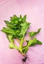 Whole spinach plant with roots on pink surface.. Royalty Free Stock Photo