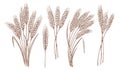 Whole stalks wheat ears spikelets with grains. Design element for bakery or flour. Organic vegetarian farm food vector Royalty Free Stock Photo