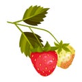 Whole Strawberry Fruit Ripe and Immature with Green Leaves Vector Illustration