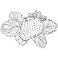 Whole strawberry with leaves in doodle style