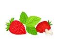 Whole Strawberry Mature Red Fruit with Green Leaves and Flower Vector Illustration