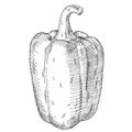 Whole sweet bell peppers. Vintage hatching vector black illustration