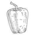 Whole sweet bell peppers. Vintage hatching vector black illustration.