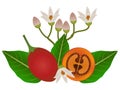 Whole tamarillo and half with flowers and leaves on a white background.