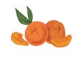 Whole tangerines with peeled slices of mandarin or clementine. Citrus fruits, their pieces and leaves. Realistic hand