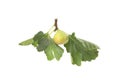 Whole tasty green fig with leaves isolated Royalty Free Stock Photo