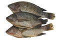Whole Tilapia Fish Royalty Free Stock Photo