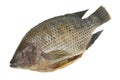 Whole Tilapia Fish Isolated