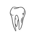 Whole tooth with crown and root. Hand-drawn human molar. Black and white contoured vector illustration isolated on white