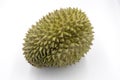 Whole tropical fruit durian on white background. King of fruits durian isolated. Exotic fruit durian studio photo.