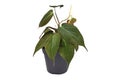 Tropical `Philodendron Hederaceum Micans` house plant with heart shaped leaves with velvet texture in flower pot on white backgrou Royalty Free Stock Photo