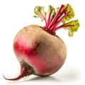 Whole vertical beet root with leaves isolated