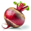 Whole vertical beet root with leaves isolated